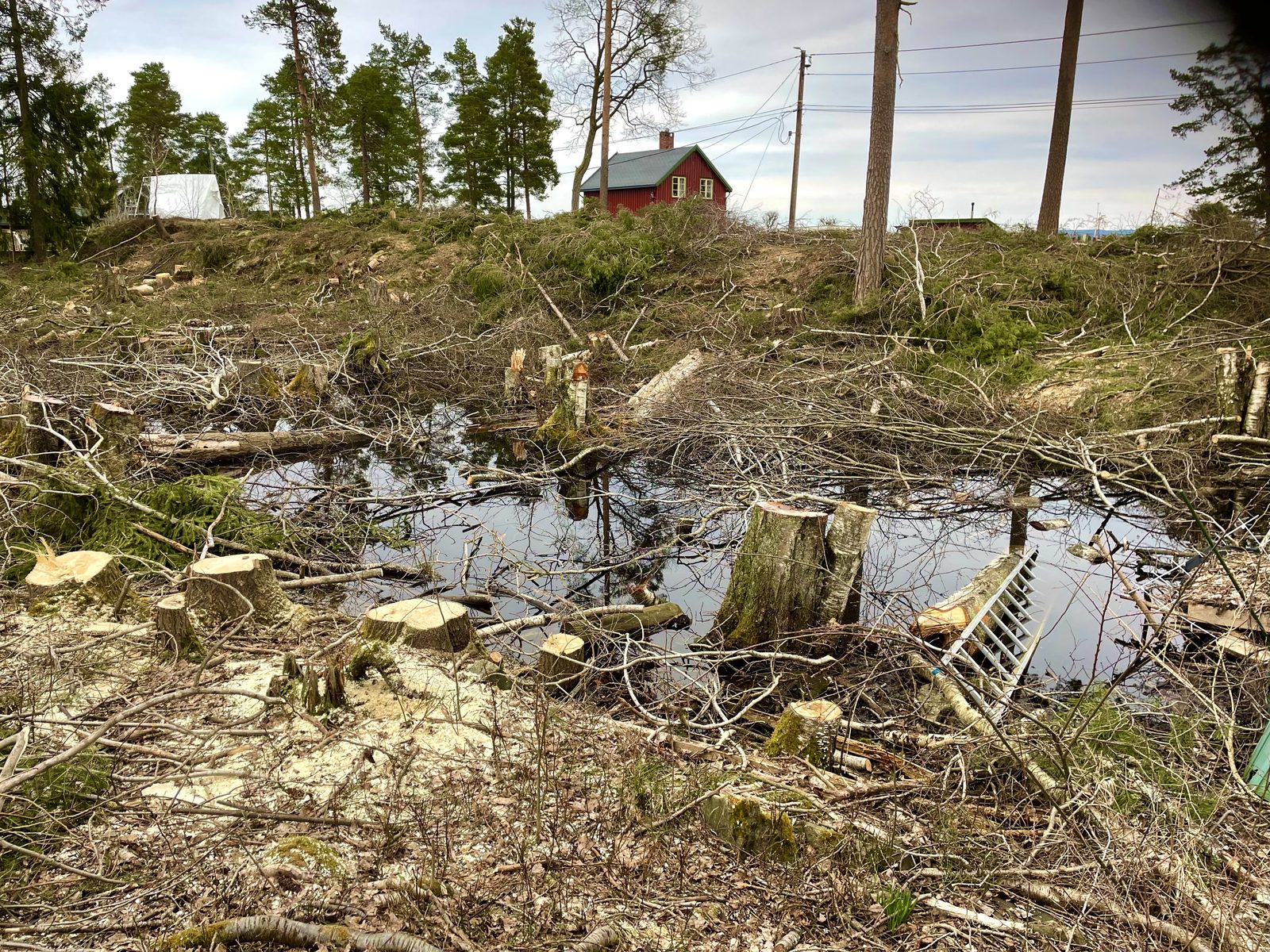 Flatehogst i Oksval-Ursvik-området — felte trær og stubber i vannspeilet.